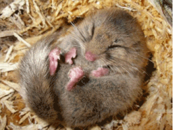 「マウスを強制冬眠」実験に成功。人間の人工冬眠実現に一歩前進