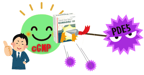 cGMPがPDE5の働きを抑制しEDを治療:参考：三越屋