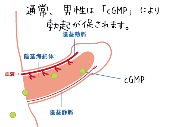 性行為が終了すると「PDE5」がcGMPの働きを抑制し勃起が収縮する。
